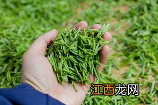 毛尖茶香味怎么样