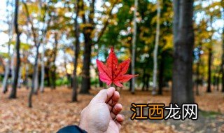 吹落的树叶剧情介绍 关于吹落的树叶剧情介绍