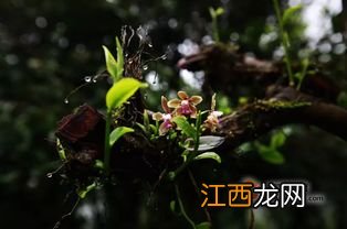 怎么喝紫芽