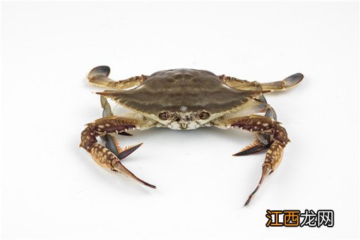 梭子蟹多少钱一斤市场价2022?具体几月份上市最肥?附今日最新市场