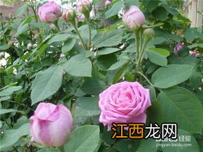 怎么区别玫瑰和月季