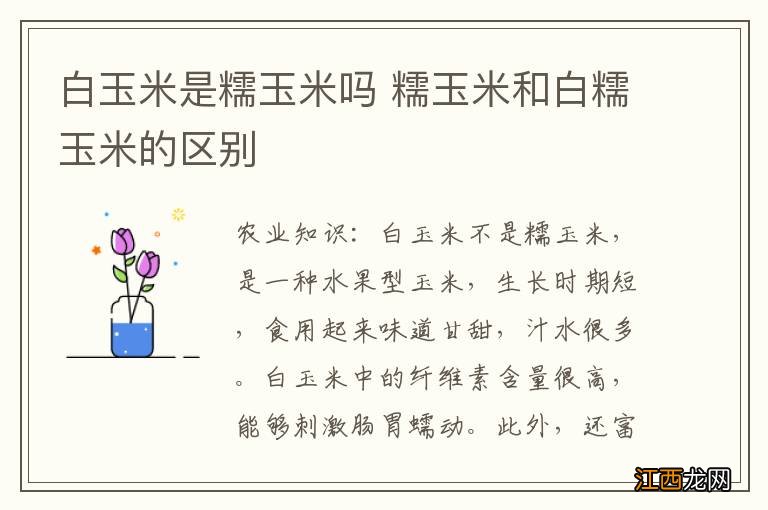 白玉米是糯玉米吗 糯玉米和白糯玉米的区别