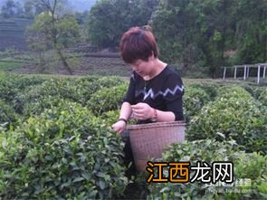 茶叶生意2015怎么样