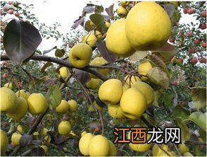 雪花梨什么样的好吃