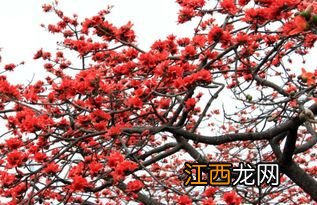 新鲜木棉花有什么功效与作用