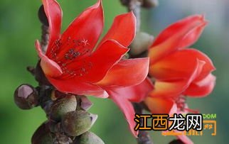 新鲜木棉花有什么功效与作用