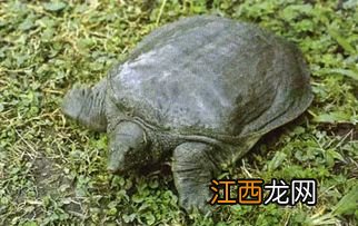 野生甲鱼死后多久不能吃