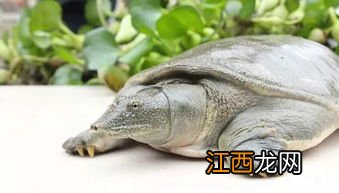 野生甲鱼死后多久不能吃