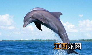 海豚简笔画教程