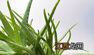 芦荟夏天怎么养