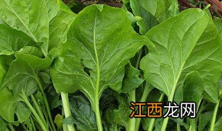 菠菜怎么做给宝宝吃合适 菠菜怎么做给宝宝吃