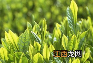 茶叶行业月绩怎么样