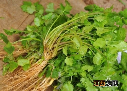 西洋香菜长什么样