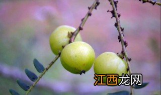 余甘果怎么腌制好吃 余甘果腌制方法