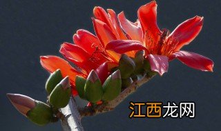 木棉花怎么食用 木棉花怎吃法？