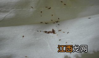 家里有跳蚤怎么办