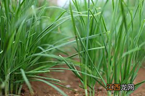 洗过的韭菜能保存多久