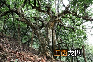 茶叶树怎么种植