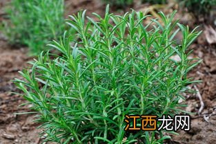 迷迭香花茶能放置多久