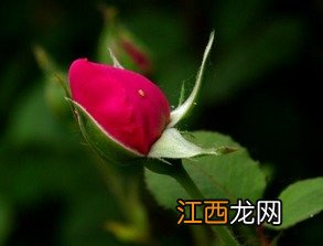 怎么区分月季和玫瑰茶