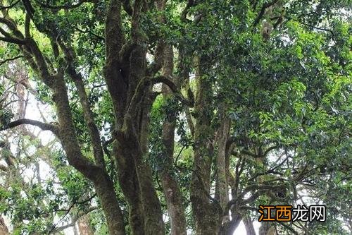 大雪山古树茶怎么样