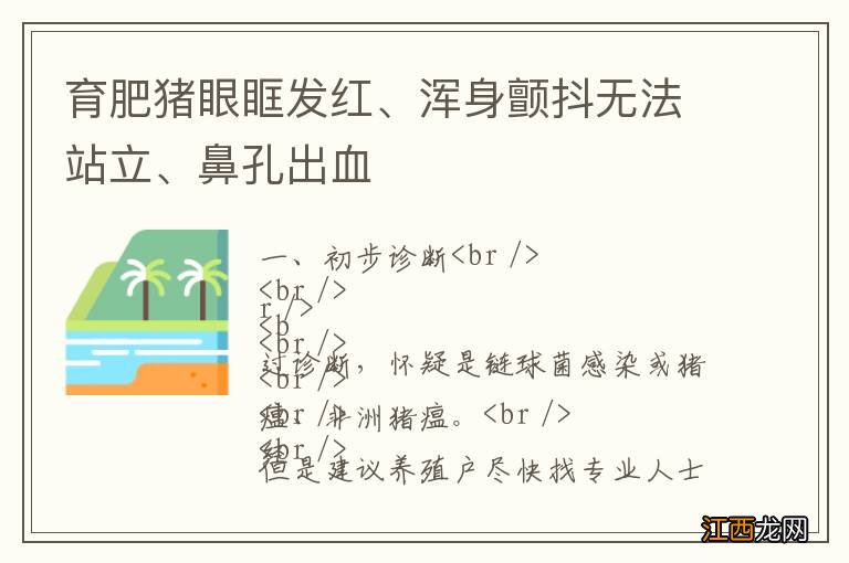 育肥猪眼眶发红、浑身颤抖无法站立、鼻孔出血