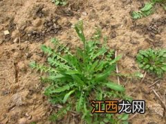 野荠菜是什么样的