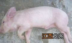 非洲猪瘟爆发，吃猪肉应注意什么？