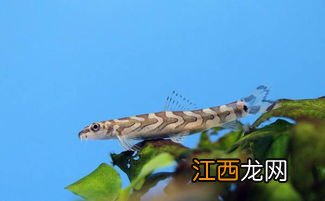 泥鳅喜欢吃什么植物