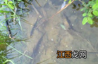 泥鳅喜欢吃什么植物