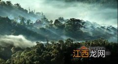 大益易武正山怎么样