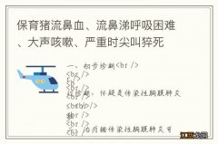 保育猪流鼻血、流鼻涕呼吸困难、大声咳嗽、严重时尖叫猝死