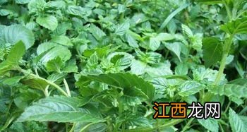 凉粉草为什么会凝固