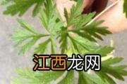 胃下垂严重者会怎样