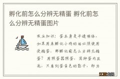 孵化前怎么分辨无精蛋 孵化前怎么分辨无精蛋图片