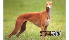 格力犬喂养应知的生活习性