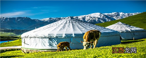 世界上最大的牛有多重 牛有多重