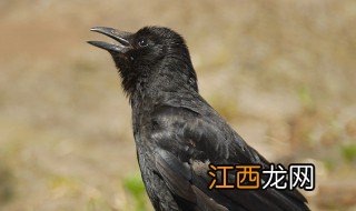 为啥乌鸦像写字台啊 乌鸦介绍