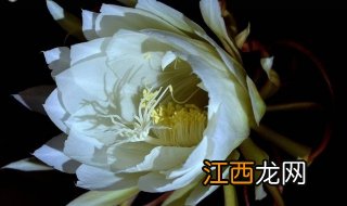 昙花一现怎么做？以白萝卜为例