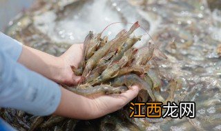 北极甜虾能生吃吗怎么吃 北极甜虾能生吃吗