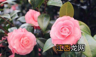 养花换水小妙招 水培花怎么换水