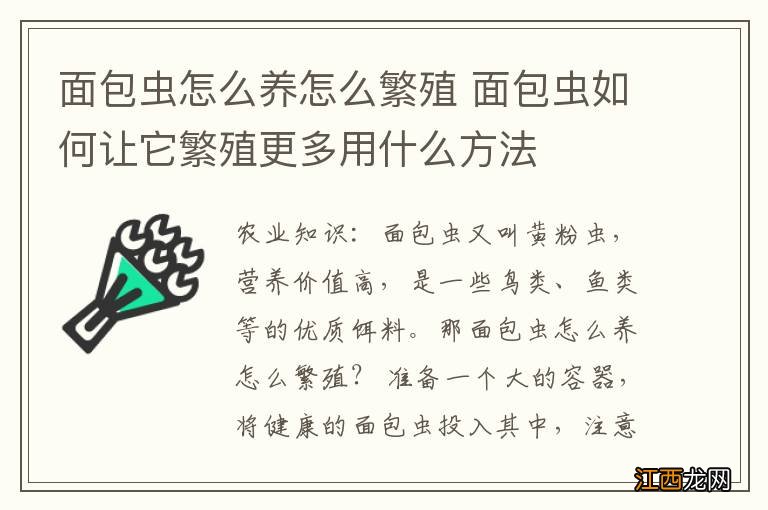 面包虫怎么养怎么繁殖 面包虫如何让它繁殖更多用什么方法