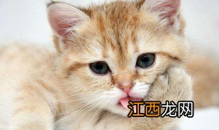 调皮可爱的句子 你需要的内容尽在这里