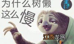 树懒为什么这么慢