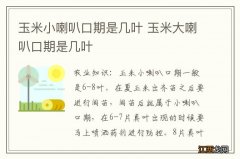 玉米小喇叭口期是几叶 玉米大喇叭口期是几叶