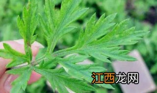 怎样用艾叶？总结三种用法