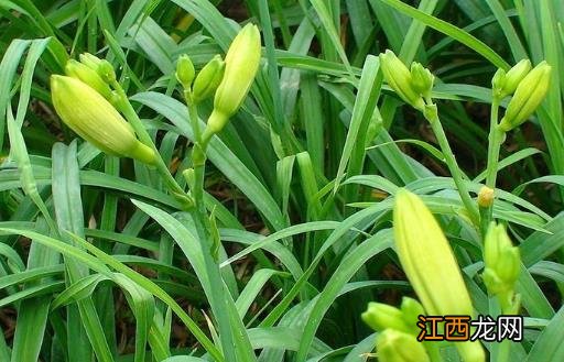 食以载道的黄花菜安神除烦护肤美颜 黄花菜药膳方