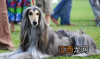 阿富汗猎犬怎么样？有什么特色？