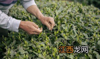 奶茶可不可以用绿茶叶做的东西 奶茶可不可以用绿茶叶做的