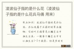 凌波仙子指的是什么花兵马俑 用来 凌波仙子指的是什么花